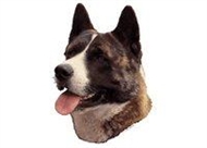 American akita brindle - 8 cm - 4 stk.